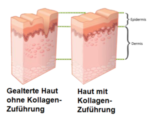 Was Ist Kollagen Und Wie Funktioniert Es? - Kollagen-vergleich.de